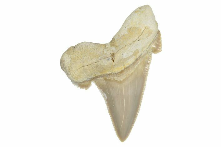 Serrated Sokolovi (Auriculatus) Shark Tooth - Dakhla, Morocco #249685